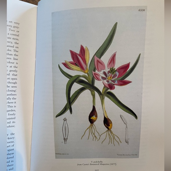 The Tulip, by Anna Pavord Hardcover Book First Edition - Picture 4 of 8